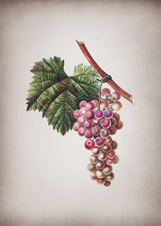 Vintage Grape Vine