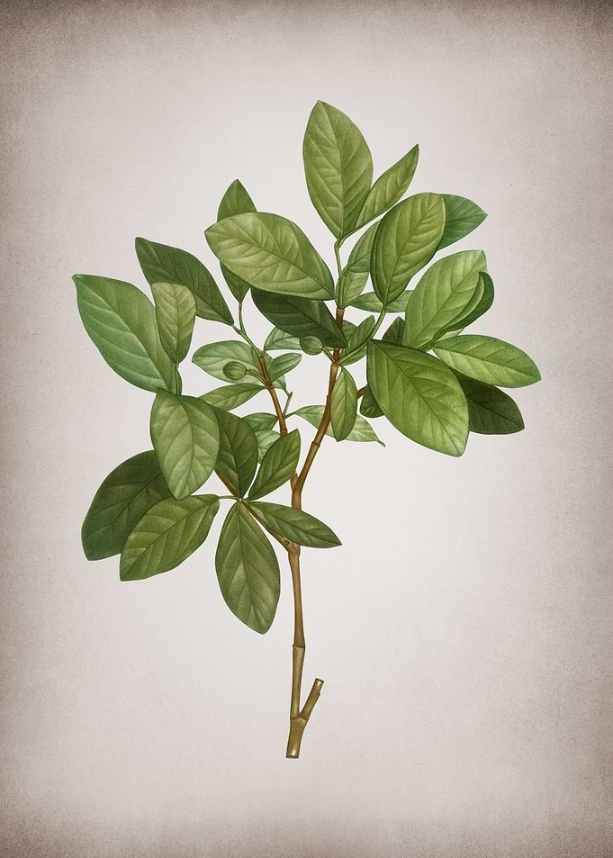 Vintage Leatherwood