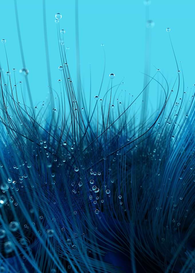 The dew