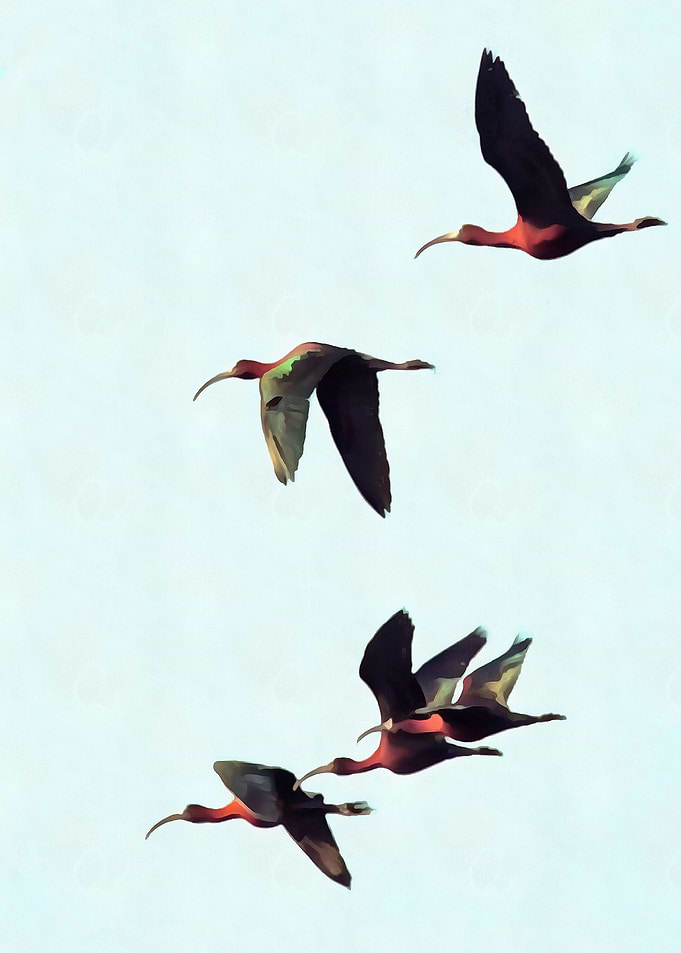Glossy Ibises In Flight