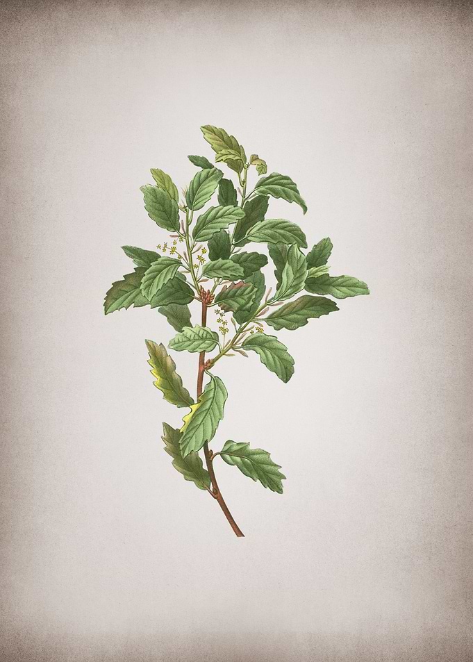 Vintage Evergreen Oak