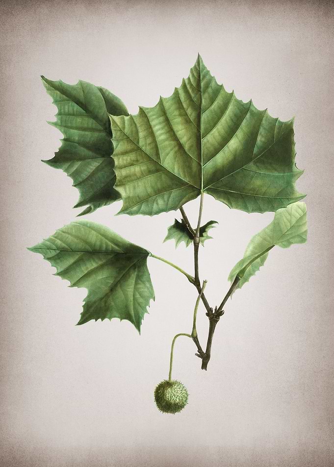 Vintage Sycamore