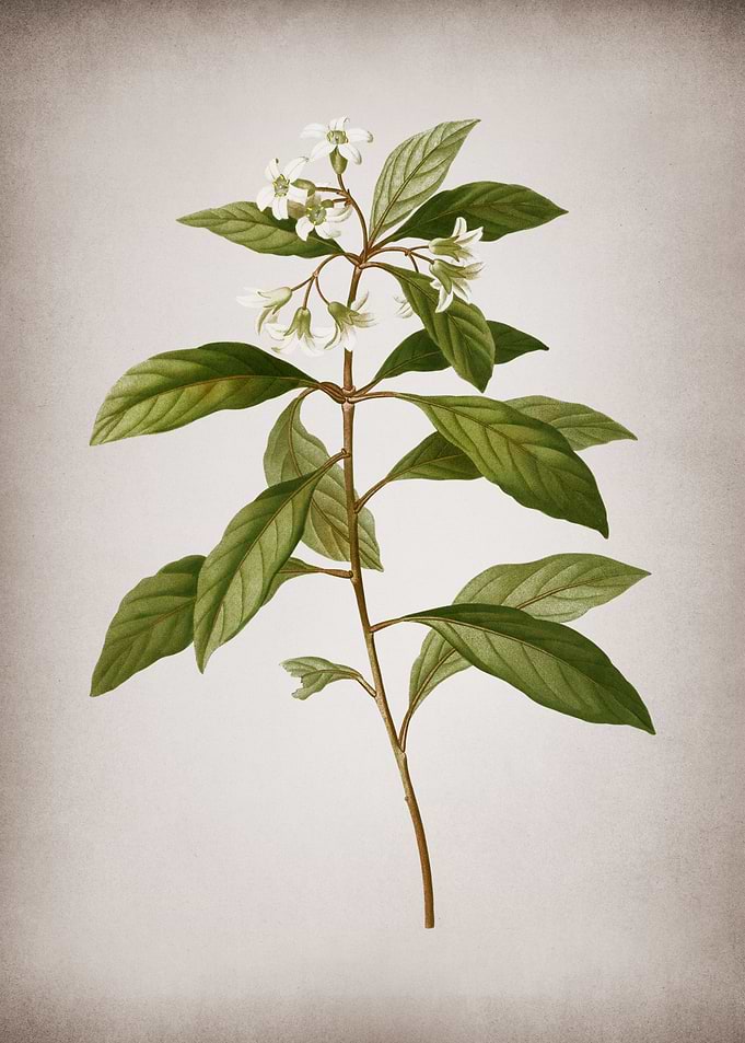 Vintage Sweet Pittosporum