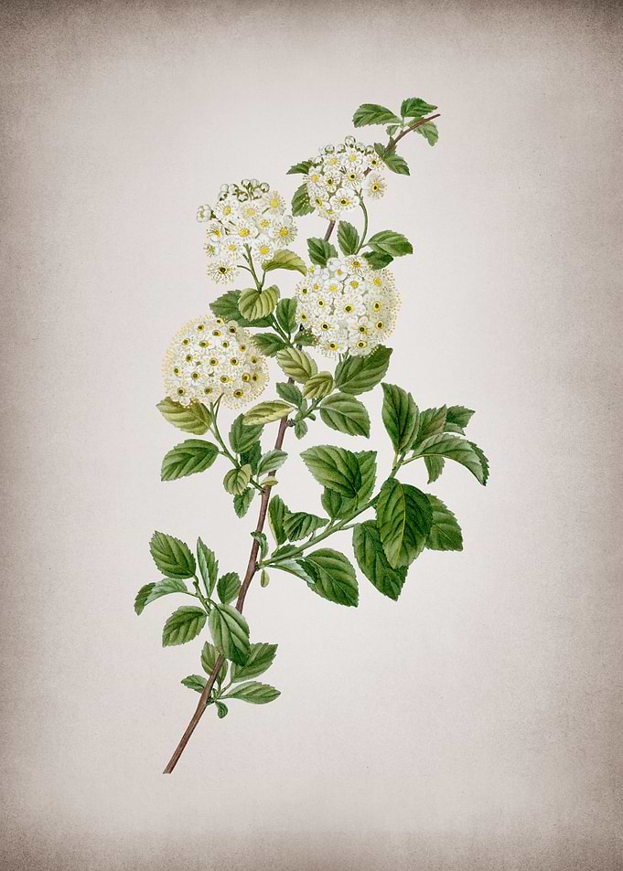 Vintage Meadowsweet