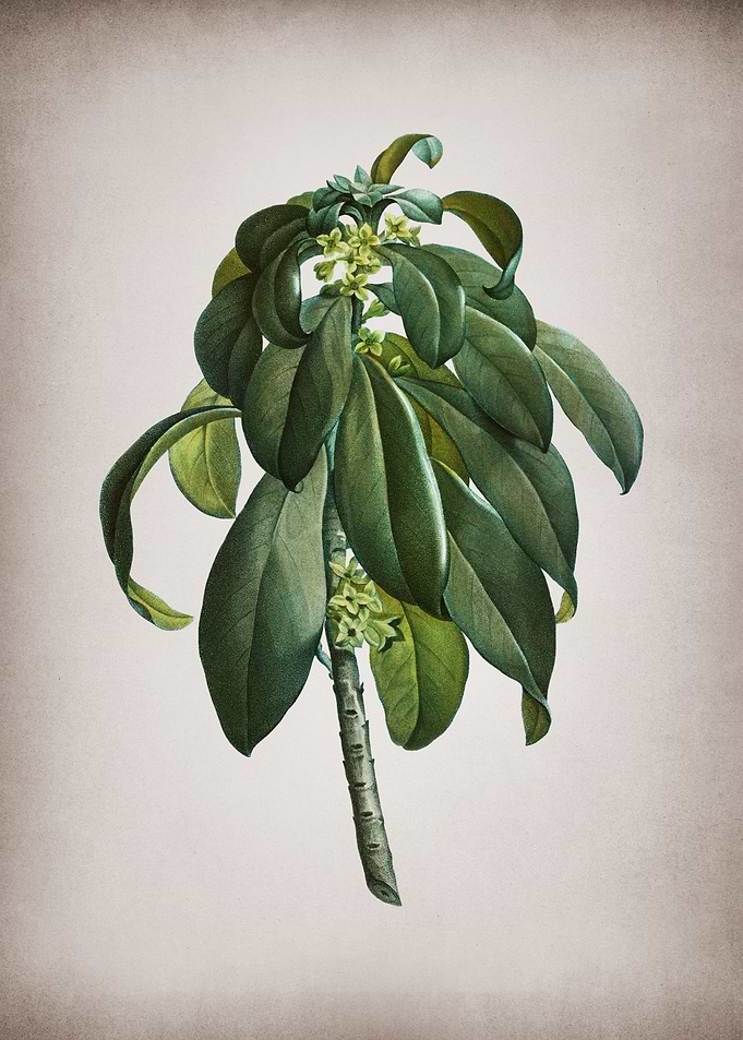 Vintage Spurge Laurel Weed