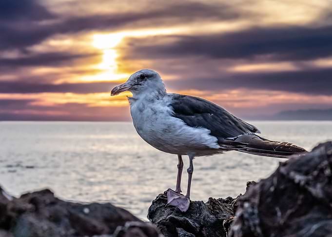 Seagull