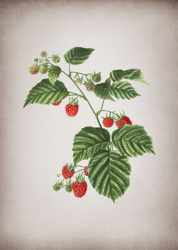 Vintage Raspberry