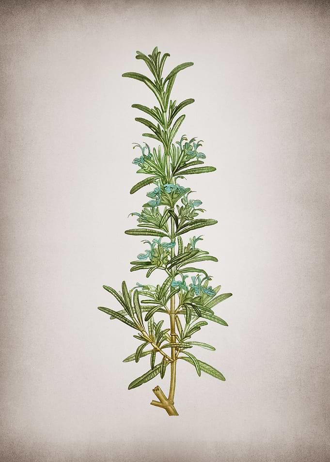 Vintage Rosemary
