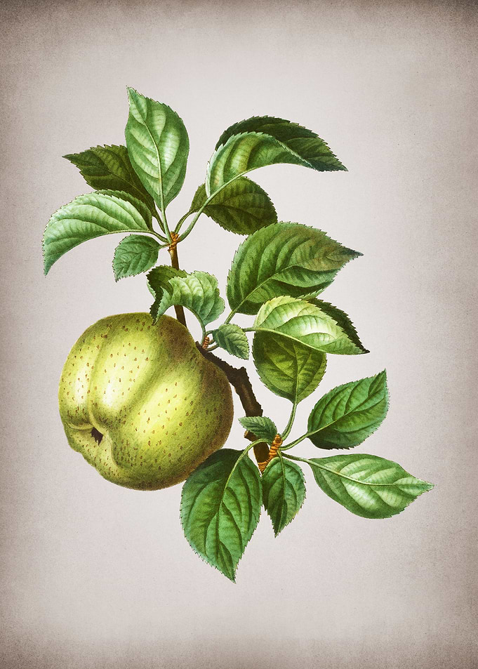 Vintage Apple