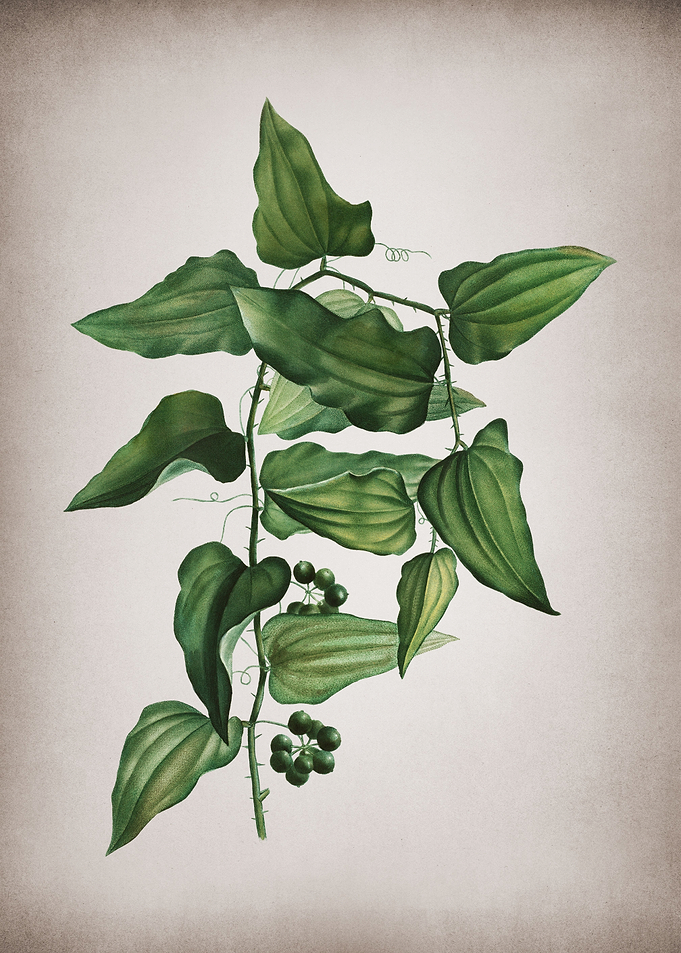 Vintage Common Smilax
