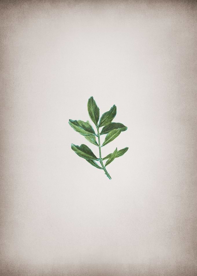 Vintage Buxus Colchica