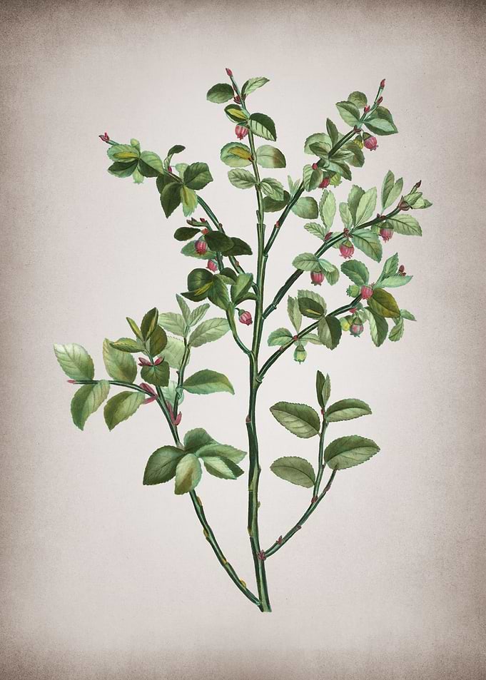 Vintage Bilberry