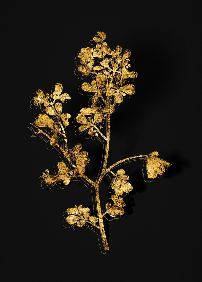 Gold Flora on Black