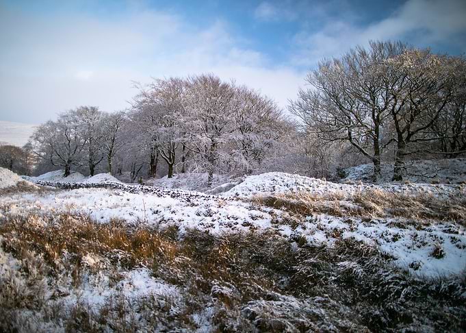 Snowy trees
