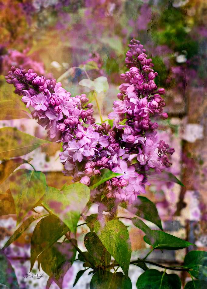 Lilac