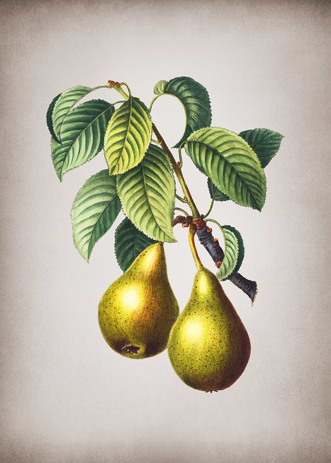 Vintage Pear