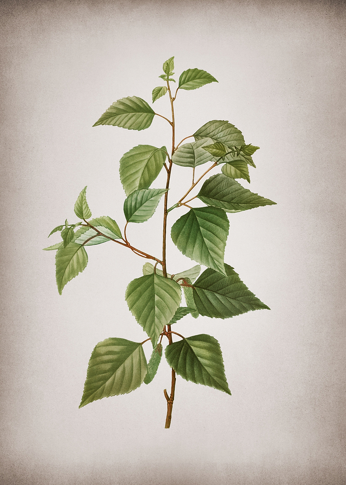 Vintage Black Birch
