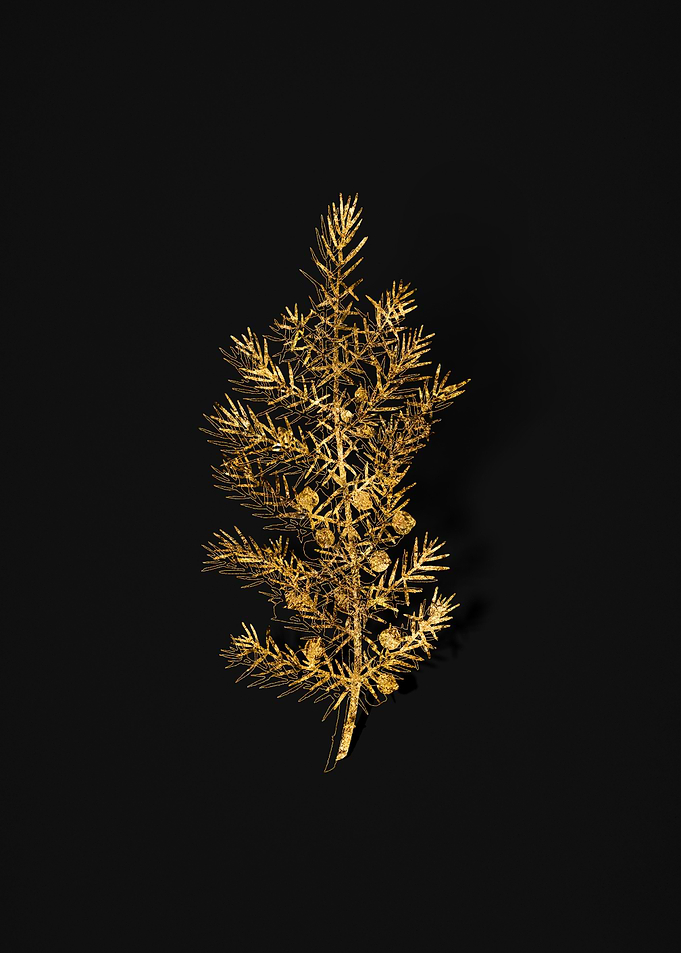 Gold Botanical on Black