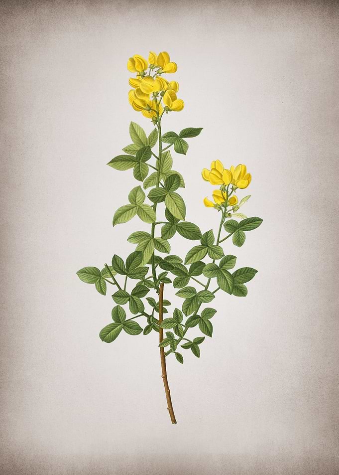 Vintage Common Cytisus