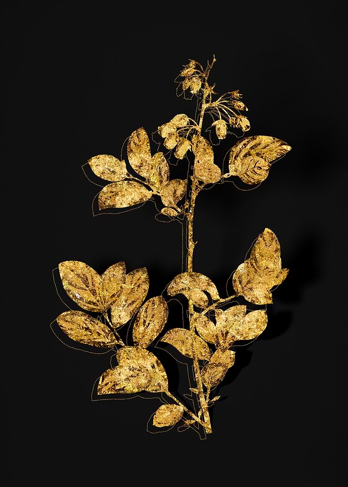 Gold Flora on Black