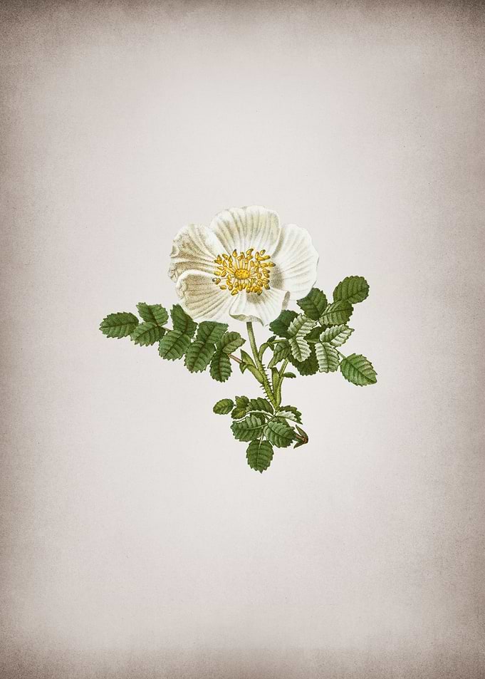 Vintage White Burnet Rose