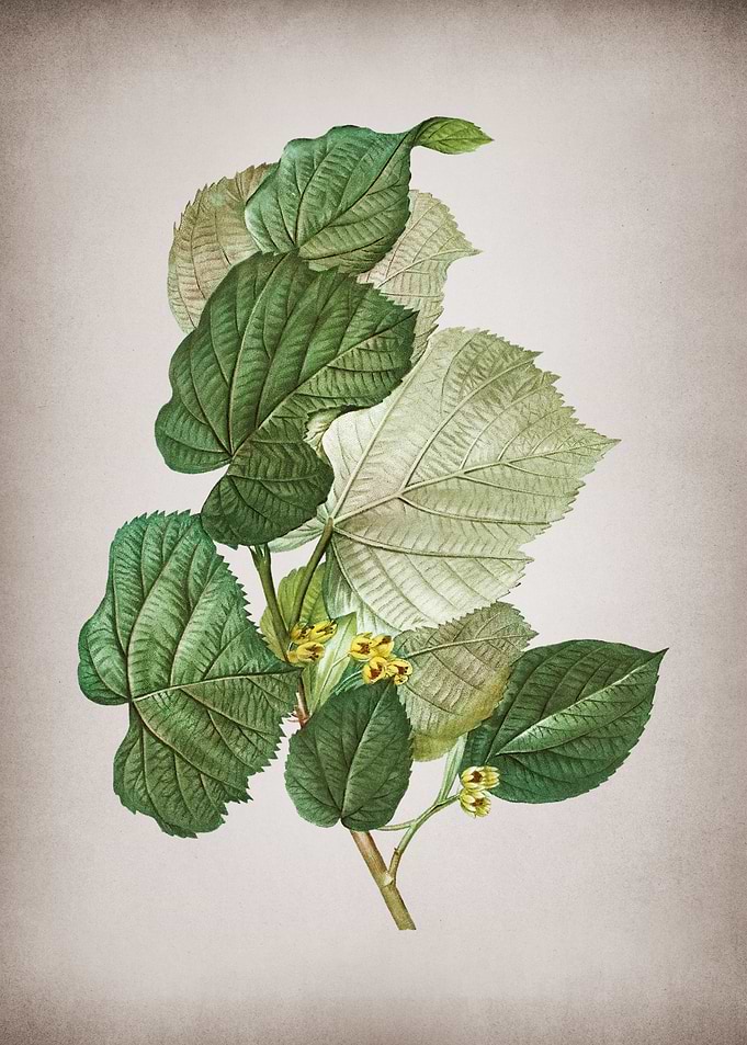 Vintage Linden Tree