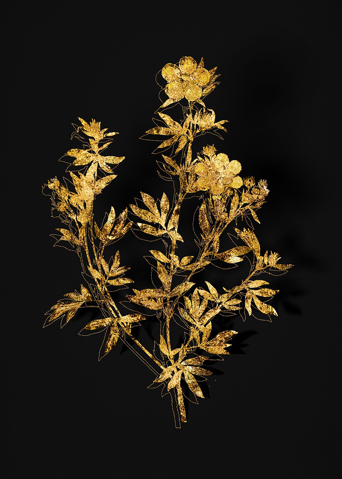 Gold Botanical on Noir
