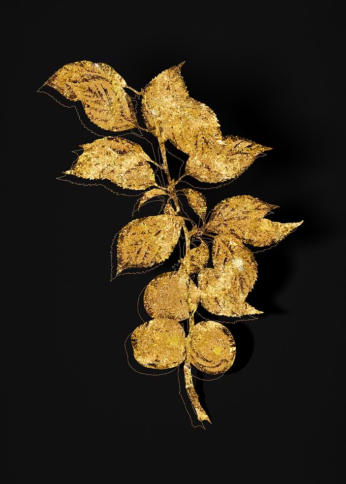 Gold Botanical on Black
