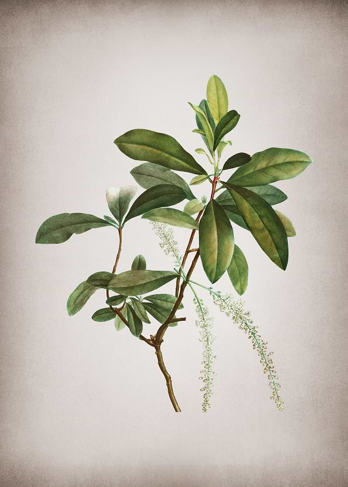 Vintage Swamp Titi Leaves