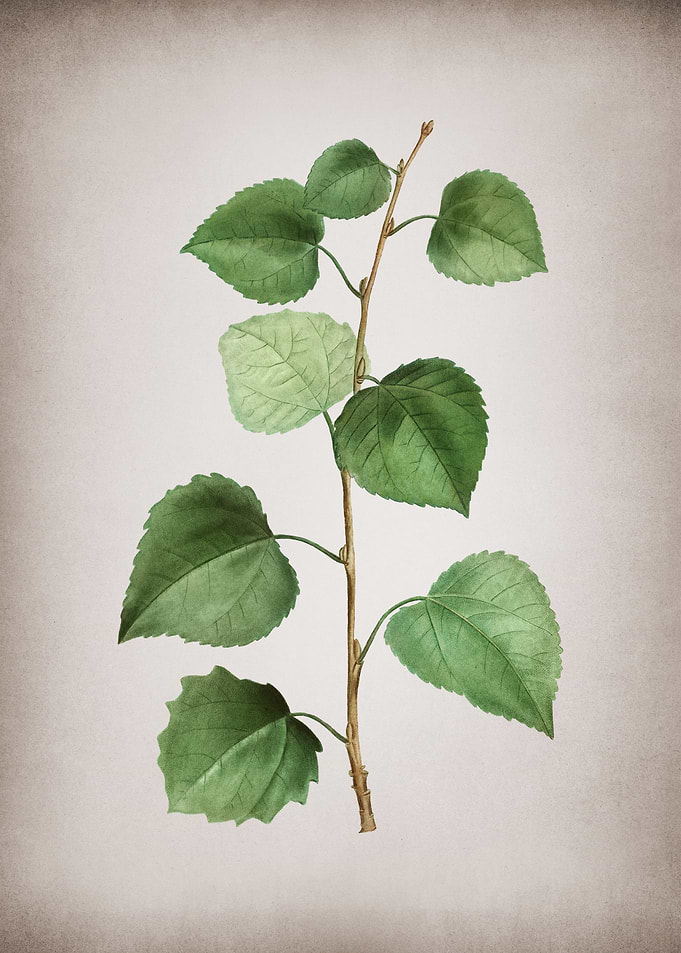 Vintage Quaking Aspen