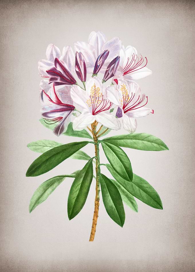 Vintage Rhododendron