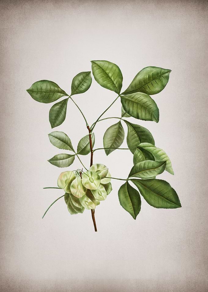 Vintage Common Hoptree