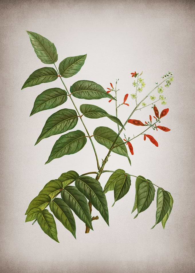 Vintage Tree of Heaven