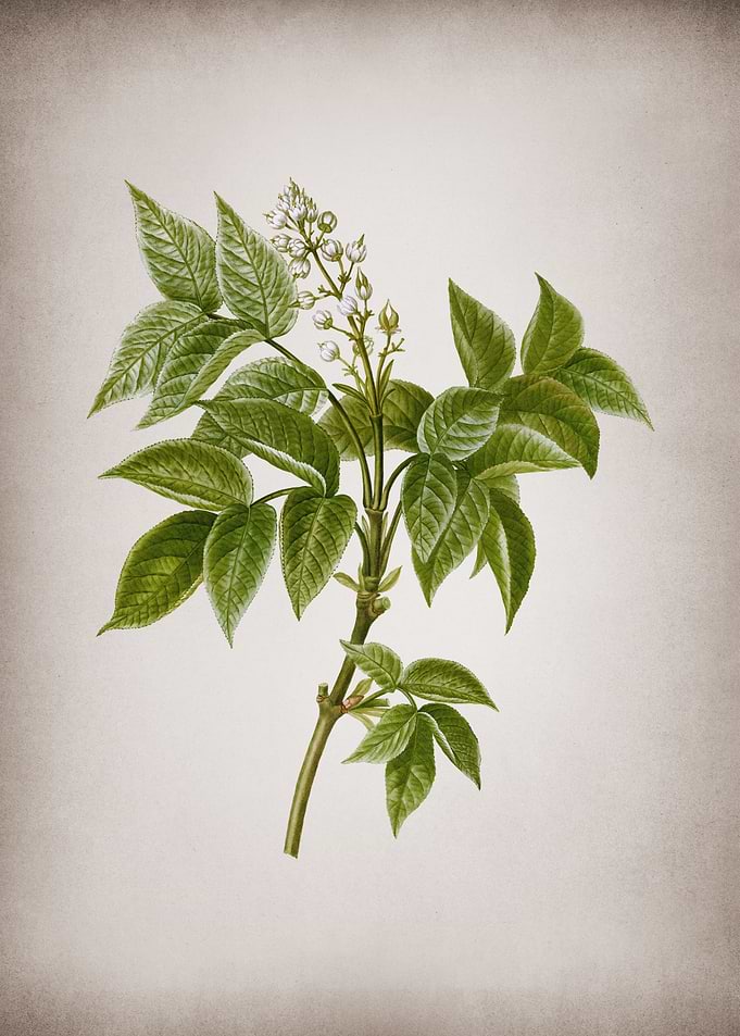 Vintage Bladdernut