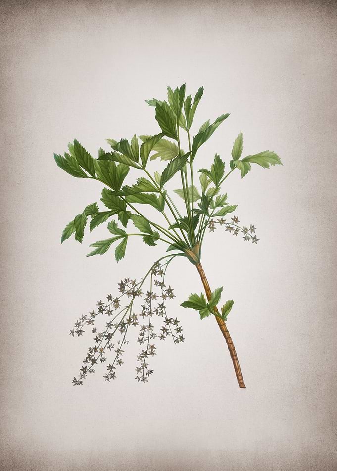 Vintage Shrub Yellowroot