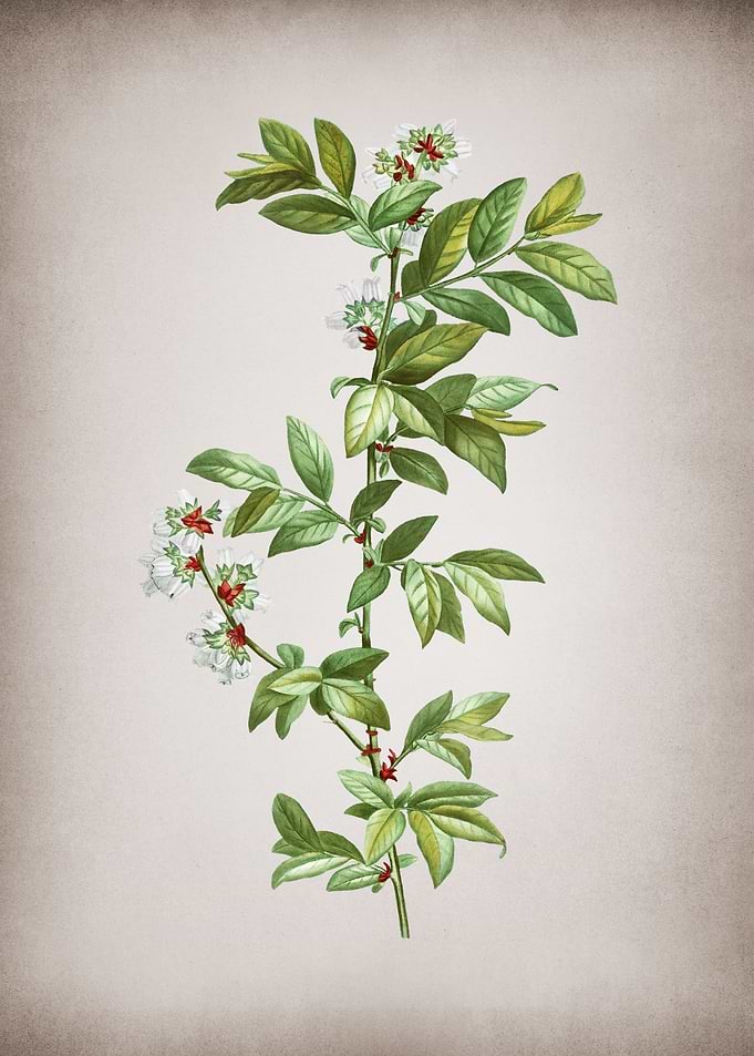 Vintage Rabbit Blueberry