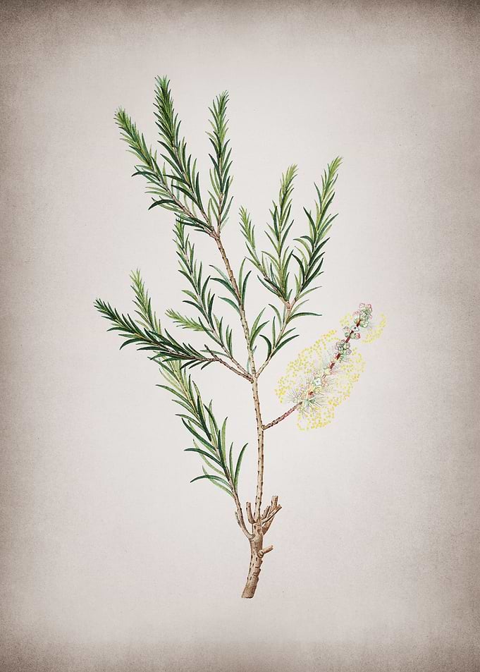 Vintage Swamp Paperbark