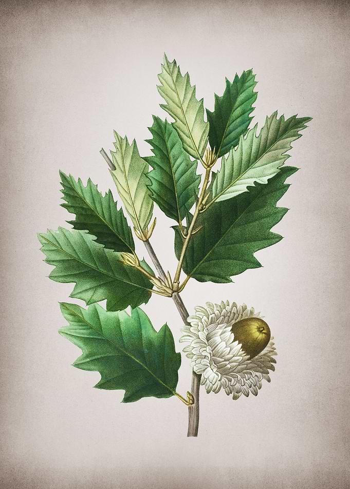 Vintage Valonia Oak