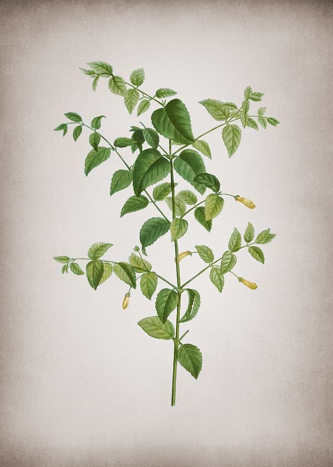 Vintage Tree Fuchsia
