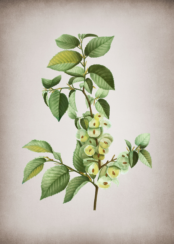 Vintage European Beech