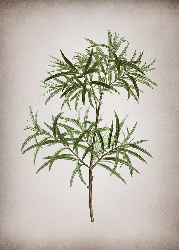 Vintage Bitter Willow