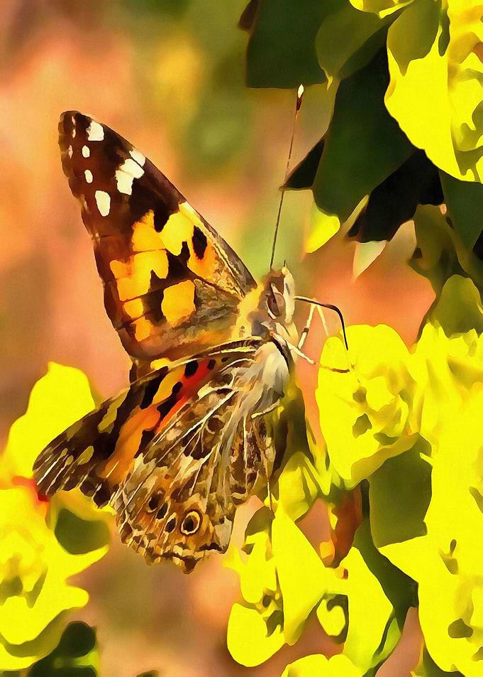 Painted Lady Butterfly