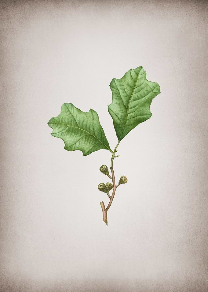 Vintage Bear Oak Leaves