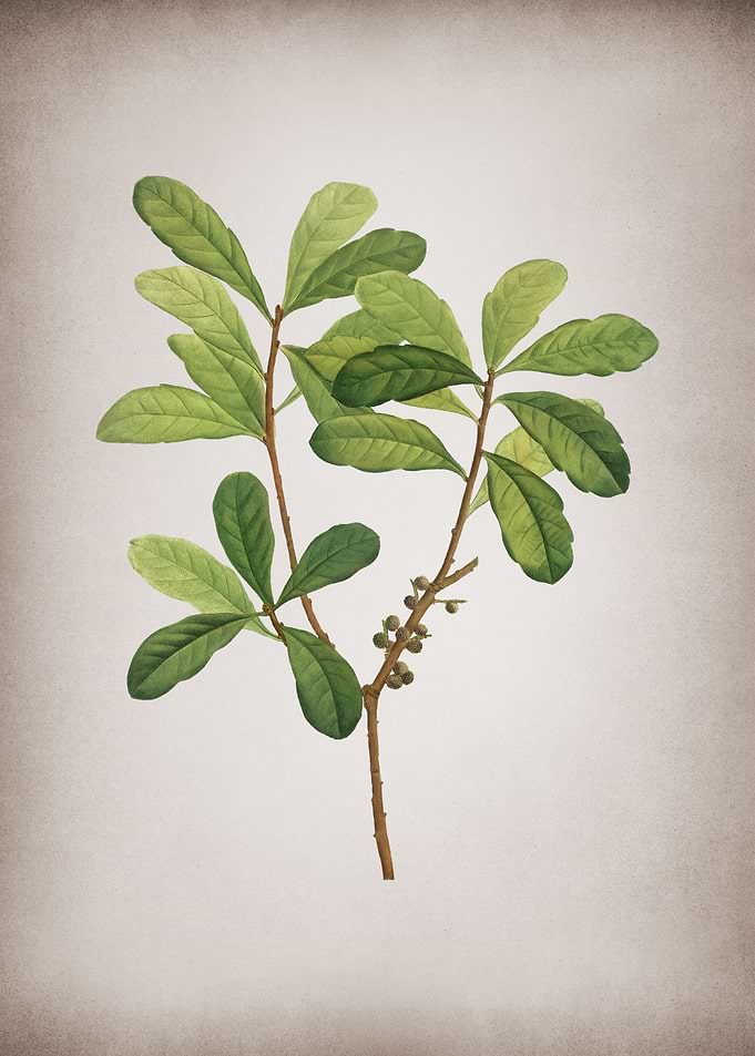 Vintage Northern Bayberry