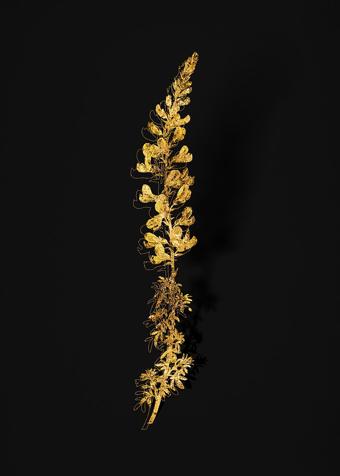 Gold Flora on Black