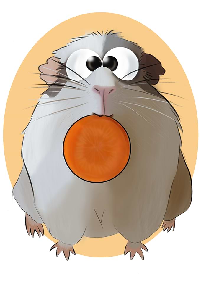 Chouchou The Guinea Pig