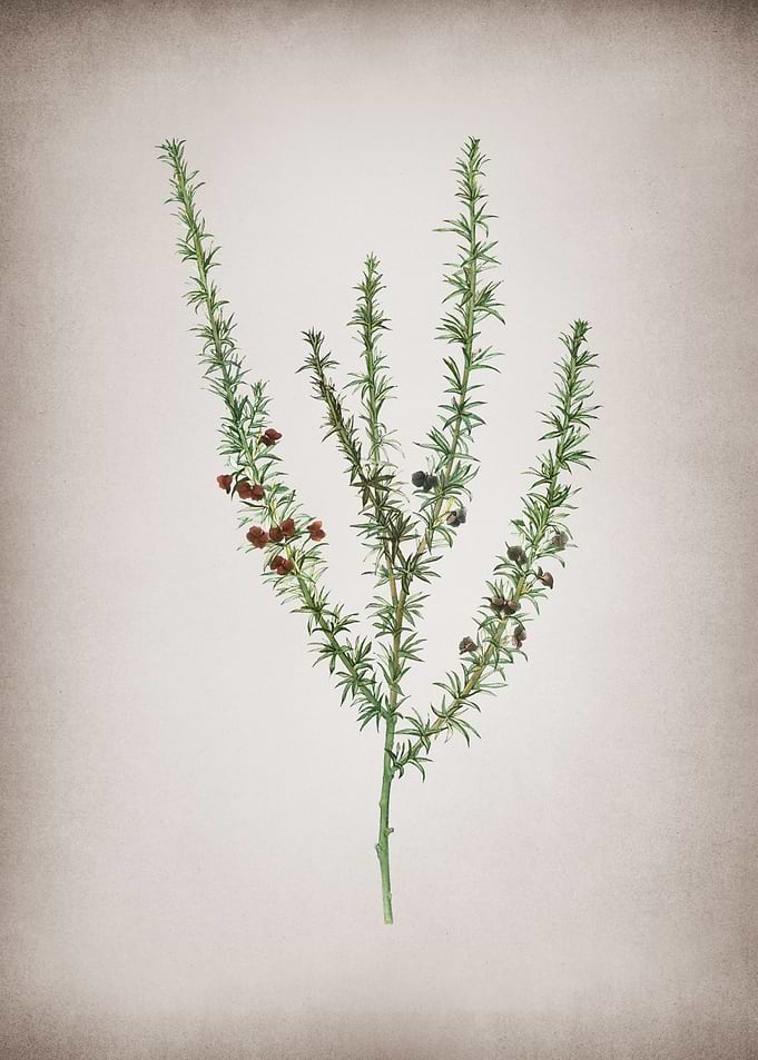 Vintage Tortoise Berry