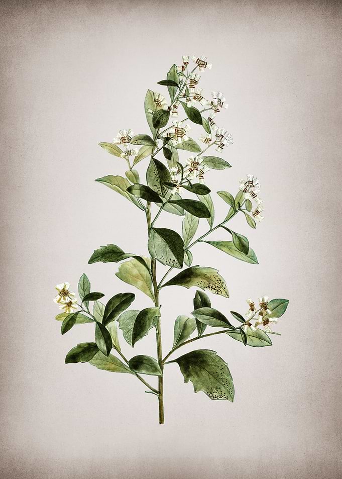Vintage Eastern Baccharis