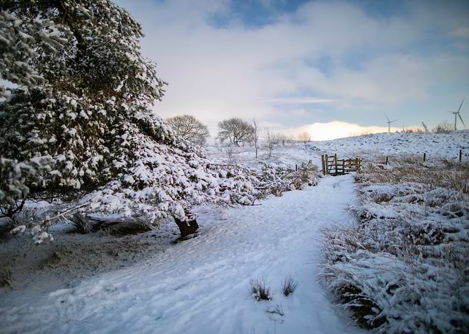 Snowfall landscape