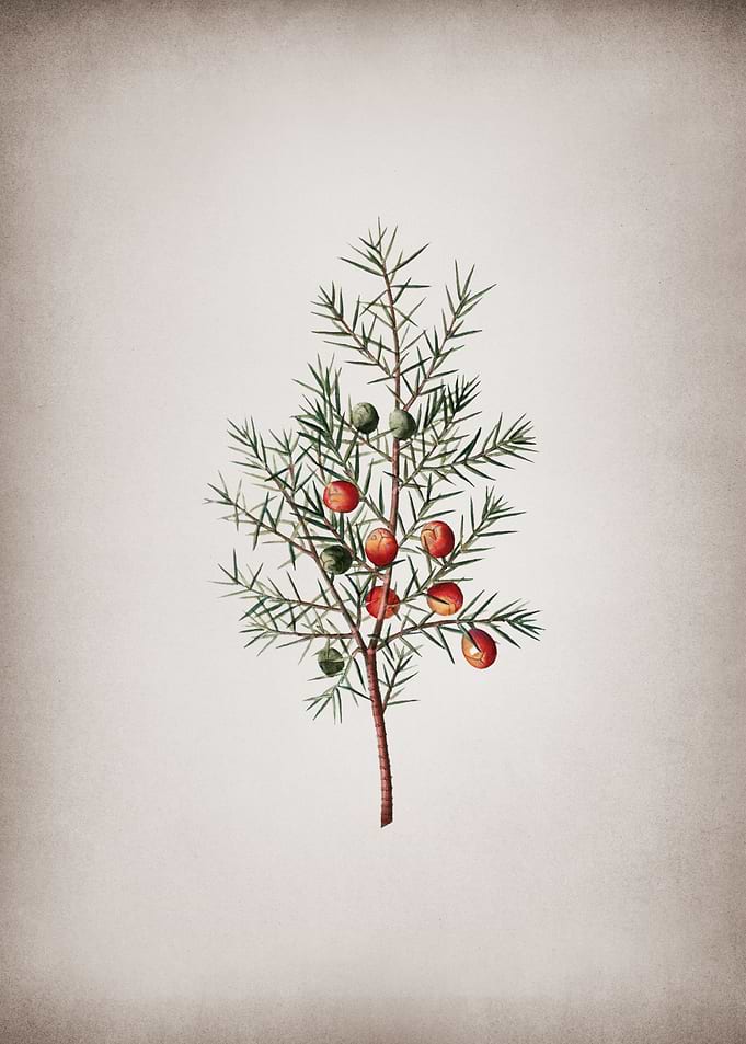 Vintage Common Juniper